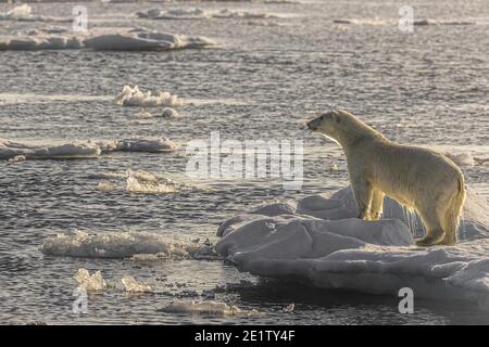 Der Eisbär steht auf einem Eisberg, der von der Nachmittagssonne beleuchtet wird. Arktischer Ozean nördlich von Spitzbergen Stockfoto