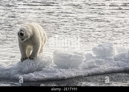 Eisbär steht auf einem Eisberg und schüttelt das Wasser ab. Arktischer Ozean nördlich von Spitzbergen Stockfoto