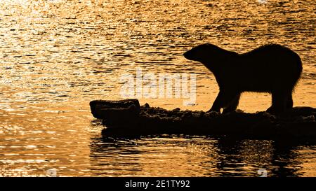 Durch die Hintergrundbeleuchtung einer hellen Mittagssonne silhouetted, steht ein andult Eisbär auf einer Eisscholle im arktischen Ozean, nördlich von Svalbard Stockfoto