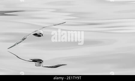 Ein nördlicher Fulmar, heller Farbmorph, (Fulmarus glacialis) überkommt den Arktischen Ozean, nördlich von Spitzbergen. Platz nach rechts kopieren Stockfoto