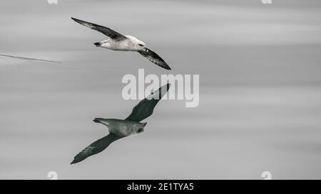 Ein nördlicher Fulmar, heller Farbmorph, (Fulmarus glacialis) überkommt den Arktischen Ozean, nördlich von Spitzbergen. Platz nach rechts kopieren Stockfoto