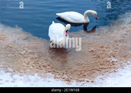 Schwäne im schmutzigen Schnee. Zwei weiße Vögel auf dem gefrorenen See Stockfoto