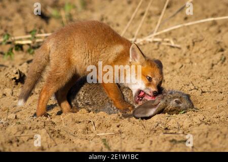 Rotfuchs Junge füttert tote Kaninchen, die auf dem Boden in der Nähe seiner Höhle liegen. Stockfoto