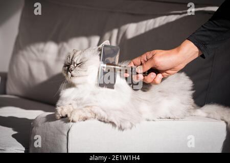 Mann Kämmen schöne niedliche grau langhaarige persische Katze. Flauschige Katze liebt es gebürstet zu werden Stockfoto