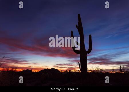 Malerische Wüstenlandschaft mit Saguaro Kaktus Silhouette bei Sonnenuntergang in Phoenix, Arizona