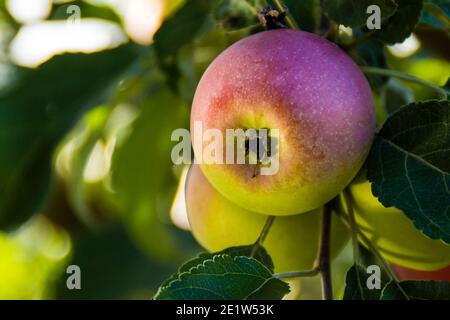 Ein Apfel hängt an einem Ast, kombiniert viele Symbole und Bilder in Religion und Mythologie der verschiedenen Völker, selektive Fokus Stockfoto