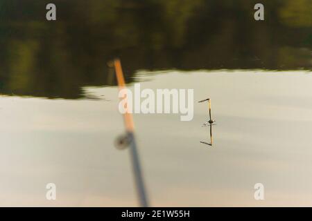 Angeln mit einer Floatrute in der morgendlichen Stille, kein Biss und eine Libelle sitzt auf einem festen Schwimmer, selektiver Fokus Stockfoto