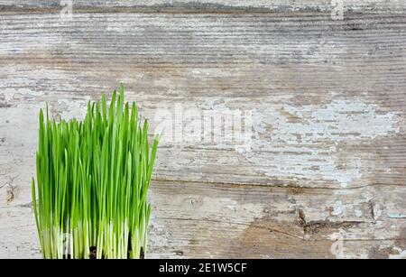 Junger Weizen in Töpfen über Holztisch mit Platz für Text. Stockfoto