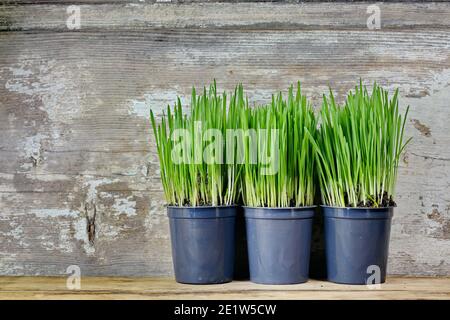 Junger Weizen in Töpfen über Holztisch mit Platz für Text. Stockfoto