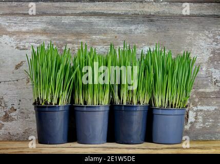 Junger Weizen in Töpfen über Holztisch mit Platz für Text. Stockfoto
