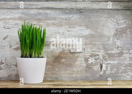Junger Weizen in Töpfen über Holztisch mit Platz für Text. Stockfoto