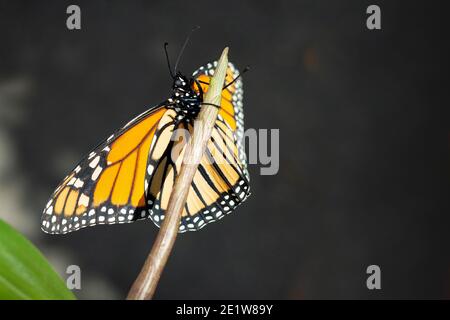 Monarchschmetterling (danaus plexippus) Eine Stunde nach dem Auftauchen aus dem Chrysalis-Kokon Stockfoto