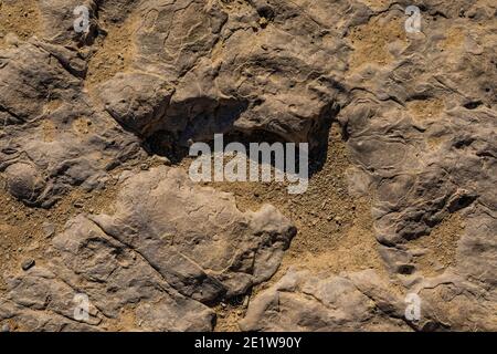 Track eines unbekannten Dinosauriers aus dem Mittleren Jura auf der Red Gulch Dinosaur Tracksite auf BLM Land in der Nähe von Greybull und Shell, Wyoming, USA Stockfoto