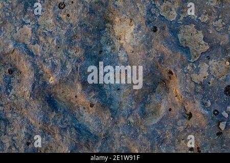 Track eines unbekannten Dinosauriers aus dem Mittleren Jura auf der Red Gulch Dinosaur Tracksite auf BLM Land in der Nähe von Greybull und Shell, Wyoming, USA Stockfoto