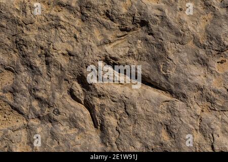 Track eines unbekannten Dinosauriers aus dem Mittleren Jura auf der Red Gulch Dinosaur Tracksite auf BLM Land in der Nähe von Greybull und Shell, Wyoming, USA Stockfoto