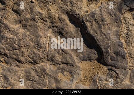 Track eines unbekannten Dinosauriers aus dem Mittleren Jura auf der Red Gulch Dinosaur Tracksite auf BLM Land in der Nähe von Greybull und Shell, Wyoming, USA Stockfoto