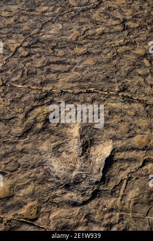 Track eines unbekannten Dinosauriers aus dem Mittleren Jura auf der Red Gulch Dinosaur Tracksite auf BLM Land in der Nähe von Greybull und Shell, Wyoming, USA Stockfoto