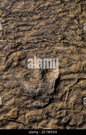 Track eines unbekannten Dinosauriers aus dem Mittleren Jura auf der Red Gulch Dinosaur Tracksite auf BLM Land in der Nähe von Greybull und Shell, Wyoming, USA Stockfoto