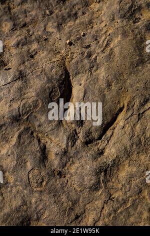 Teil einer Theropod-Strecke auf der Red Gulch Dinosaur Tracksite auf BLM Land in der Nähe von Greybull und Shell, Wyoming, USA Stockfoto