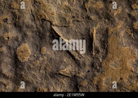 Teil einer Theropod-Strecke auf der Red Gulch Dinosaur Tracksite auf BLM Land in der Nähe von Greybull und Shell, Wyoming, USA Stockfoto