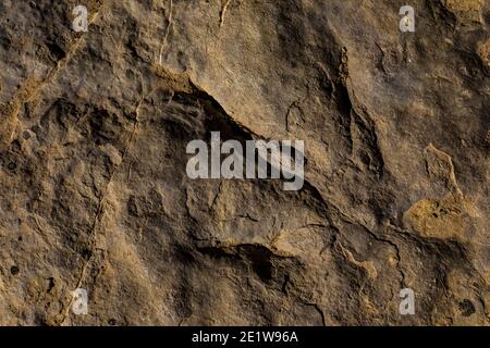 Teil einer Theropod-Strecke auf der Red Gulch Dinosaur Tracksite auf BLM Land in der Nähe von Greybull und Shell, Wyoming, USA Stockfoto