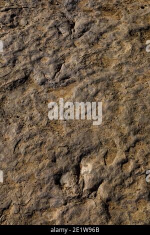 Teil einer Theropod-Strecke auf der Red Gulch Dinosaur Tracksite auf BLM Land in der Nähe von Greybull und Shell, Wyoming, USA Stockfoto