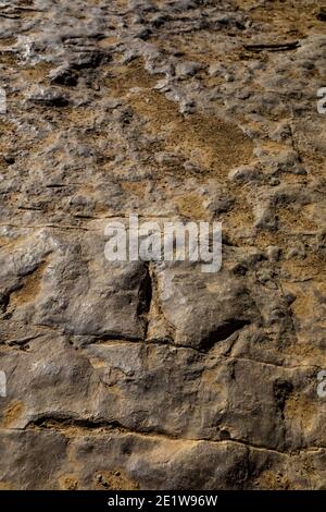 Teil einer Theropod-Strecke auf der Red Gulch Dinosaur Tracksite auf BLM Land in der Nähe von Greybull und Shell, Wyoming, USA Stockfoto