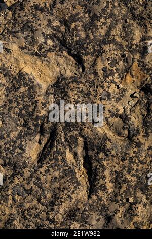 Teil einer Theropod-Strecke auf der Red Gulch Dinosaur Tracksite auf BLM Land in der Nähe von Greybull und Shell, Wyoming, USA Stockfoto