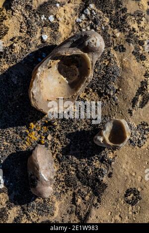 Fossil Oyster, Gryphaea spp., Muscheln werden auf Red Gulch Dinosaur Tracksite auf BLM Land in der Nähe von Greybull und Shell, Wyoming, USA gefunden Stockfoto