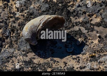 Fossil Oyster, Gryphaea spp., Muscheln werden auf Red Gulch Dinosaur Tracksite auf BLM Land in der Nähe von Greybull und Shell, Wyoming, USA gefunden Stockfoto