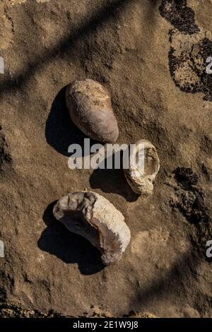 Fossil Oyster, Gryphaea spp., Muscheln werden auf Red Gulch Dinosaur Tracksite auf BLM Land in der Nähe von Greybull und Shell, Wyoming, USA gefunden Stockfoto