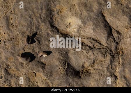 Theropodtrack mit Austernfossil, Gryphaea spp., auf Red Gulch Dinosaur Tracksite auf BLM Land bei Greybull und Shell, Wyoming, USA Stockfoto