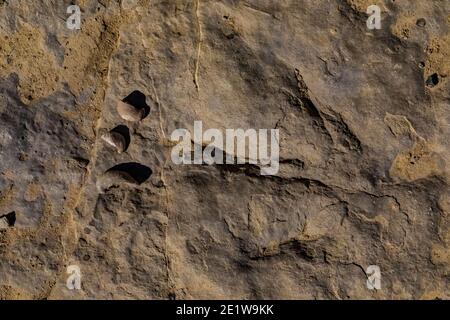 Theropodtrack mit Austernfossil, Gryphaea spp., auf Red Gulch Dinosaur Tracksite auf BLM Land bei Greybull und Shell, Wyoming, USA Stockfoto