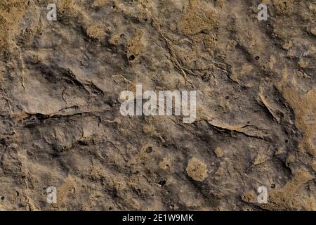 Track eines unbekannten Dinosauriers aus dem Mittleren Jura auf der Red Gulch Dinosaur Tracksite auf BLM Land in der Nähe von Greybull und Shell, Wyoming, USA Stockfoto