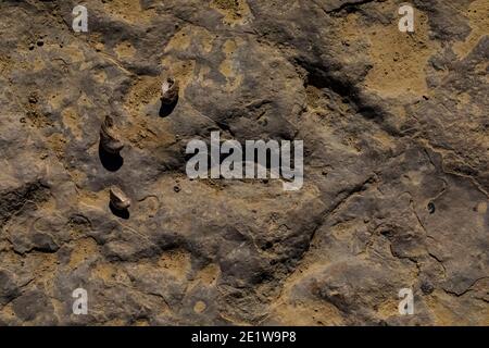 Theropodtrack mit Austernfossil, Gryphaea spp., auf Red Gulch Dinosaur Tracksite auf BLM Land bei Greybull und Shell, Wyoming, USA Stockfoto