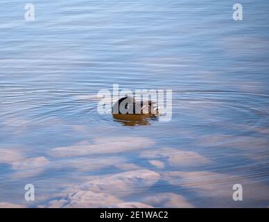 American Coot, Cornerstone Park, Henderson, NV. Stockfoto