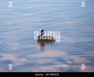 American Coot, Cornerstone Park, Henderson, NV. Stockfoto