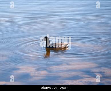 American Coot, Cornerstone Park, Henderson, NV. Stockfoto