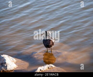 American Coot, Cornerstone Park, Henderson, NV. Stockfoto