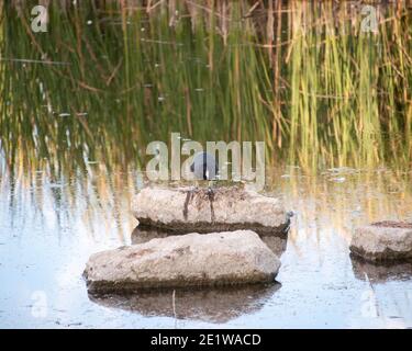 American Coot, Cornerstone Park, Henderson, NV. Stockfoto