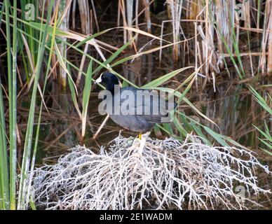 American Coot, Cornerstone Park, Henderson, NV. Stockfoto