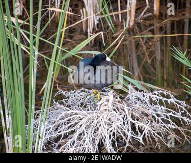 American Coot, Cornerstone Park, Henderson, NV. Stockfoto