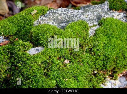 Leuchtend grünes Moos wächst auf den Felsen Stockfoto