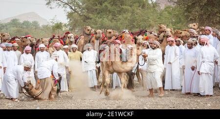 Khadal, Oman, 7. April 2018: Männer reiten auf ihren Kamelen auf einer staubigen Landstraße Stockfoto