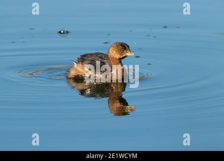Der Schwabenschnabel (Podilumbus podiceps) schwimmt im Brazos Bend State Park, Texas, USA Stockfoto