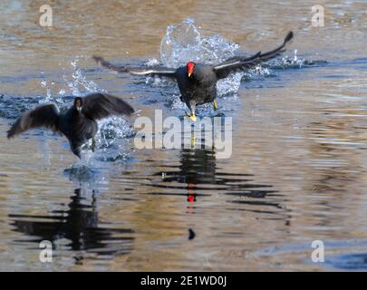 Die Jagd auf zwei Moorhühner im Brazos Band State Park Stockfoto