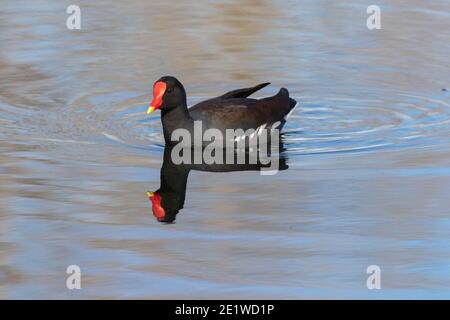 Gemeinsames Schwimmen in der Gallinule im Brazos Band State Park Stockfoto