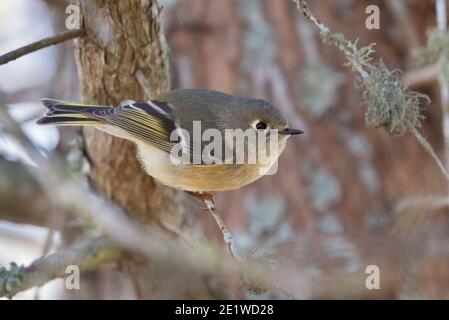 Das rubingekrönte Königsblatt (Regulus calendula), weiblich Stockfoto