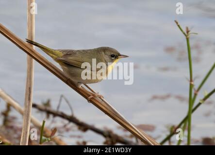 Gelbkehlchen (Geothlypis trichas), weiblich Stockfoto