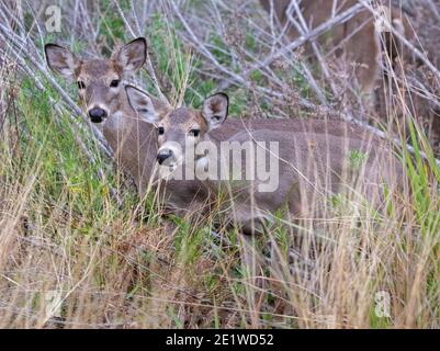 Weißschwanzhirsch mit Rehkitz, Texas Stockfoto